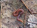 Pachymerium ferrugineum (C.L.Koch, 1835)