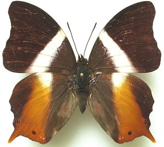 <i>Palla publius</i> Species of butterfly