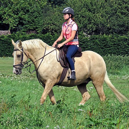Tập_tin:Palomino_horse_on_Matching_Green_village_green,_Essex,_England_1.jpg