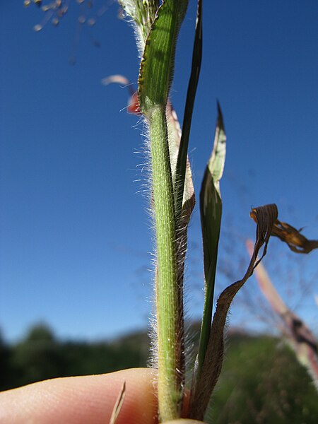 File:Panicum capillare (7185668977).jpg