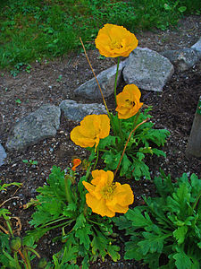 Papaver croceum Habitus