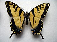 Papilio glaucus mężczyzna.JPG