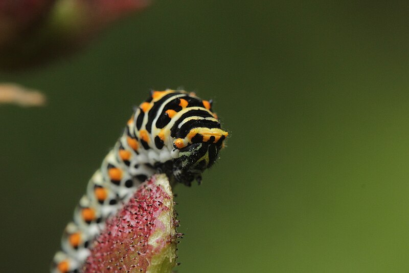 File:Papilio machaon (27492156644).jpg