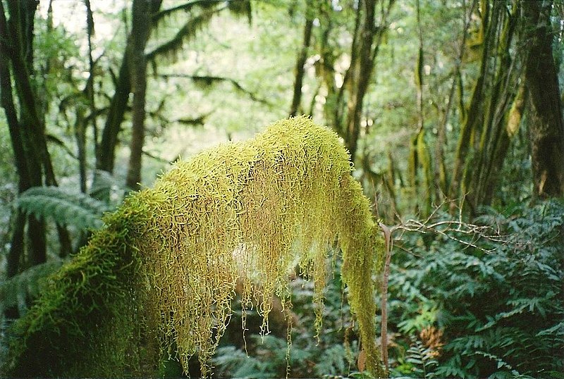 File:Papillaria Cloudforest-Mt Budawang.jpg