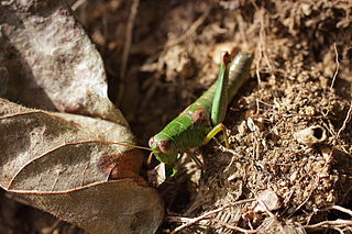 <i>Parapodisma</i> Genus of grasshoppers