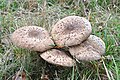 Macrolepiota procera