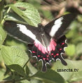 Parides ascanius.png