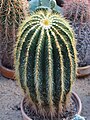 Parodia claviceps, syn. Parodia schumanniana subsp. claviceps, 2019-04-14