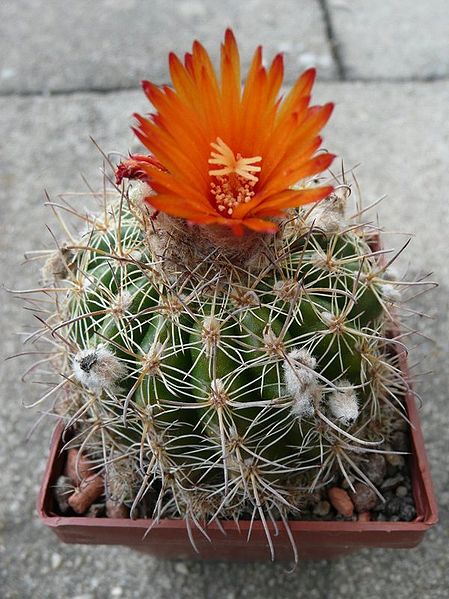 File:Parodia mairanana 258.JPG