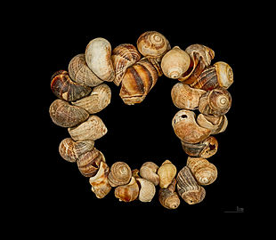 Parure de Cro-Magnon - Collection de Louis Lartet, muséum de Toulouse.