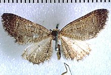 Pasiphila acompsa holotype.jpg