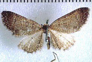 <i>Pasiphila acompsa</i> Species of moth endemic to New Zealand