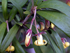 Pittosporum Bicolor Wikiwand