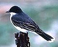 Pe-easternkingbird.jpg