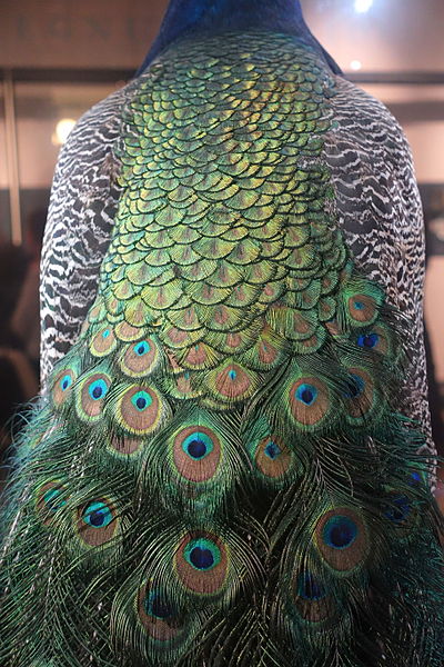 File:Peacock - Museum fur Naturkunde, Berlin - DSC00138.JPG