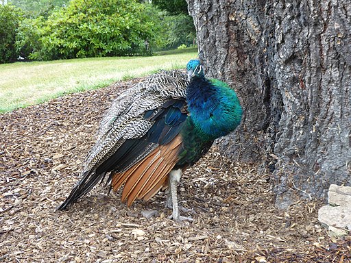 Peacock at Scone Palace, male 02