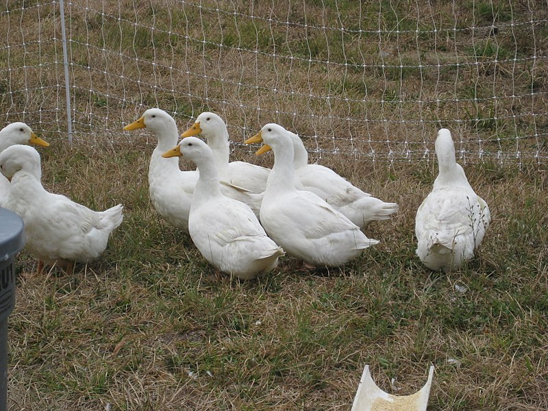 File:Pekin Ducks.jpg