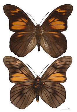 Penetes pamphanis