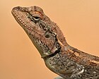 Peninsular Rock Agama psammophilus dorsalis at Hyderabad