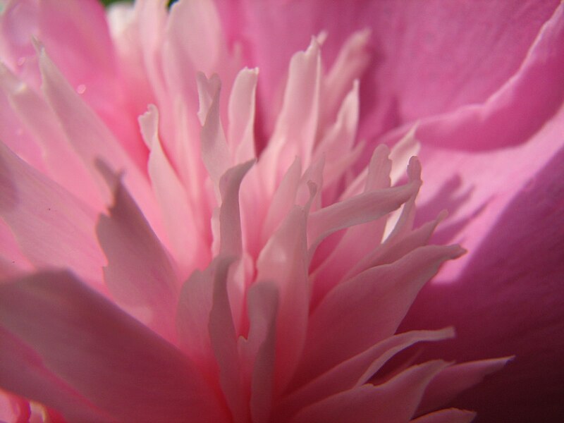 File:Peony Interior (214035559).jpg