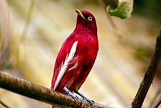 Pompadour cotinga Species of bird