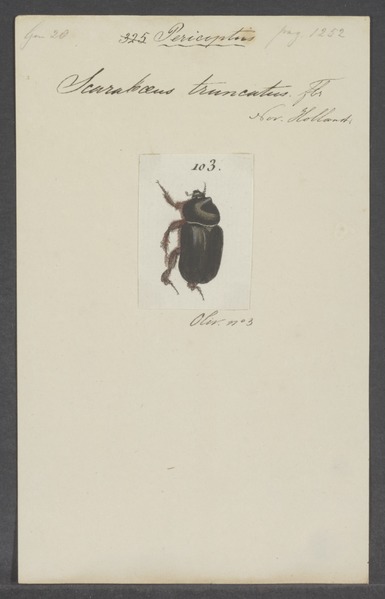 File:Pericoptus - Print - Iconographia Zoologica - Special Collections University of Amsterdam - UBAINV0274 021 06 02 0002.tif