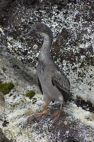 File:Phalacrocorax gaimardi (inmate).jpg