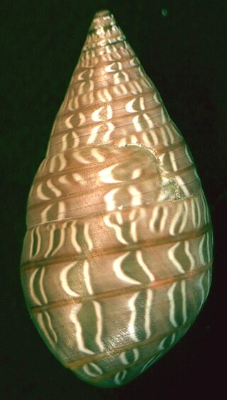 <i>Phasianotrochus</i> Genus of gastropods