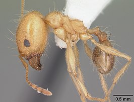 Pheidole morrisii