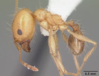 <i>Pheidole morrisii</i> Species of ant