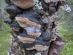 Phellinus lundellii Finland Puolanka.jpg