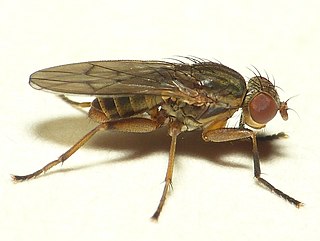 <i>Pherbellia argyra</i> Species of fly