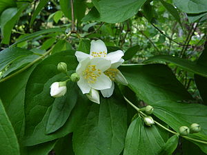 Leaves and flowers