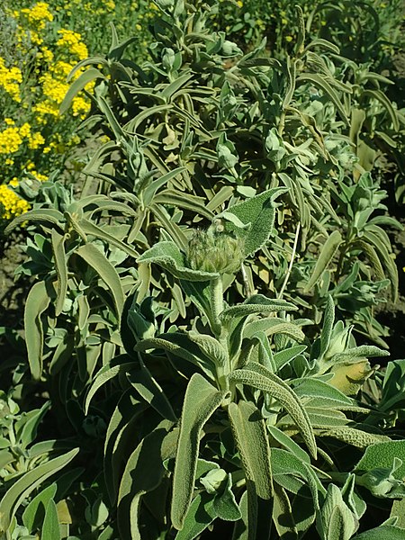 File:Phlomis fruticosa 2019-04-16 0976.jpg