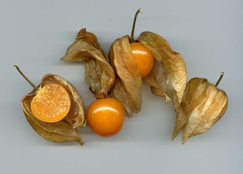 File:Physalis rz.jpg