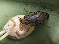 Picture-winged fly on jumping cholla (14023260024).jpg