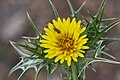 Scolymus maculatus