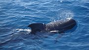 Thumbnail for Long-finned pilot whale