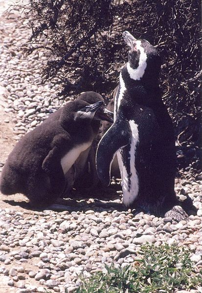 File:Pinguin mit Jungtieren.JPG