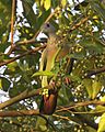 Pink-necked Green-Pigeon (Treron vernans) male - Flickr - Lip Kee (3).jpg