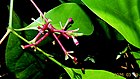 Pisonia minor Choisy - Flickr - Alex Popovkin, Bahia, Brazil (5).jpg