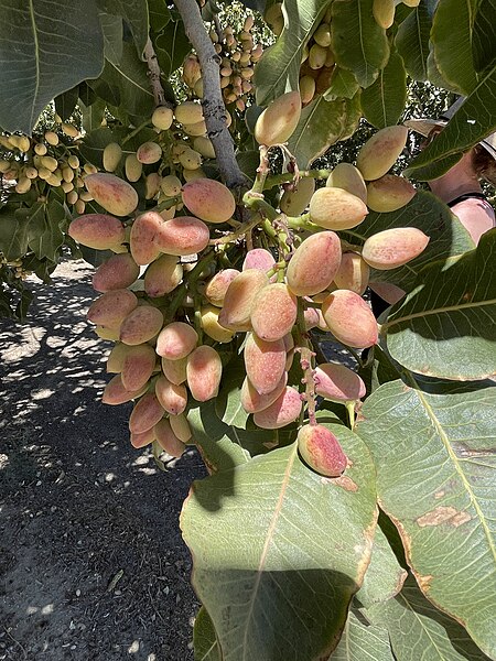 File:Pistachios in Coalinga - September 2023 - Sarah Stierch 02.jpg