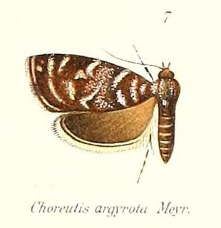 <i>Choreutis argyrota</i> Species of metalmark moth in genus Choreutis
