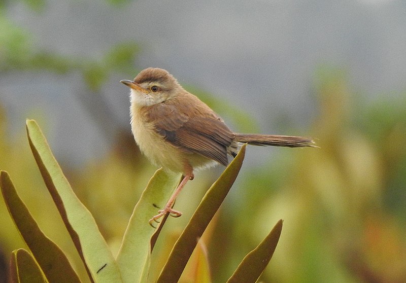 File:Plain Prinia 3.jpg