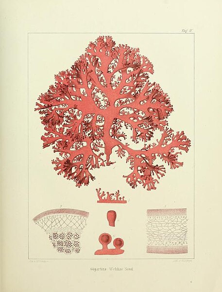 File:Plate 4 in Die algen des tropischen Australiens (Sonder 1871).jpg