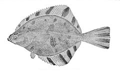 Description de l'image Platichthys stellatus1.jpg.