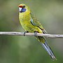 Thumbnail for Green rosella