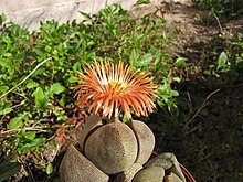 Pleiospilos nelii flower.jpg