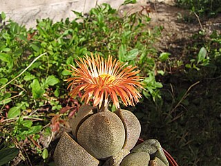 <i>Pleiospilos nelii</i> Species of succulent