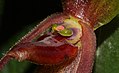 Pleurothallis sarcochila